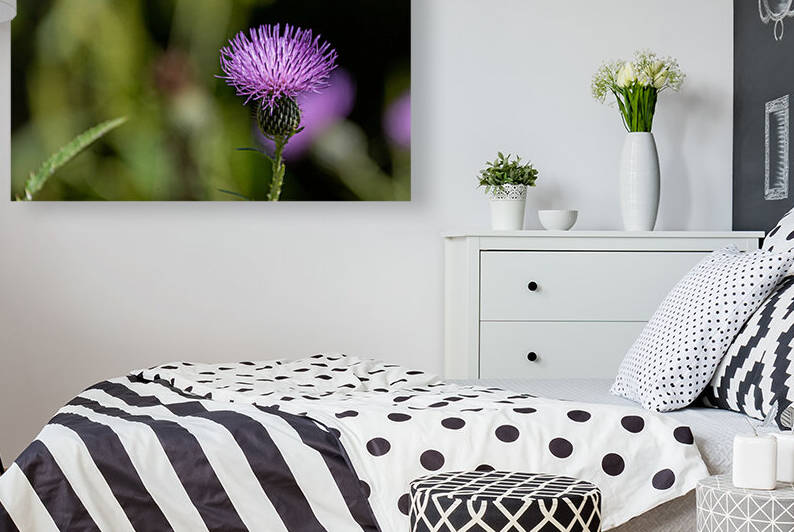 Purple Fluffy Spear Thistle Flower by Aperture Adventure Delaney Van