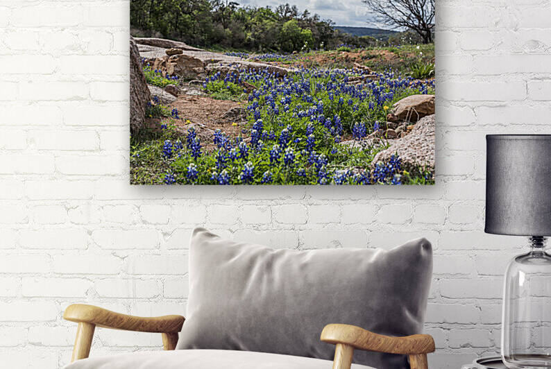 Willow City Bluebonnets by Aperture Adventure Delaney Van