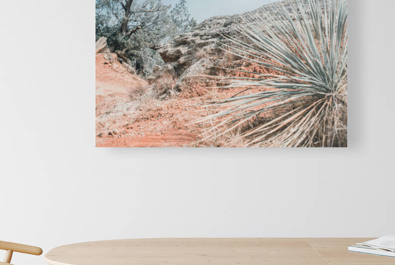 Cacti At Palo Duro Canyon by Aperture Adventure Delaney Van