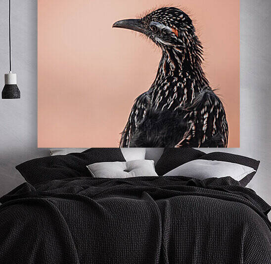 Greater Roadrunner Feathers Blow In the Wind by Aperture Adventure Delaney Van