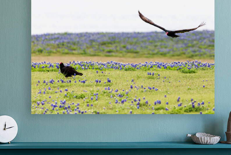 Turkey Vultures At Muleshoe Bend State Park by Aperture Adventure Delaney Van