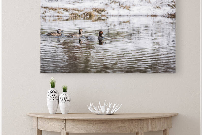 Three Ducks In Winter Reproduction