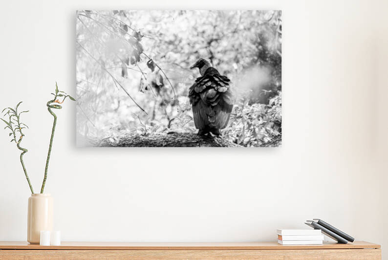 Turkey Vulture Perched In A Tree - B&W by Aperture Adventure Delaney Van