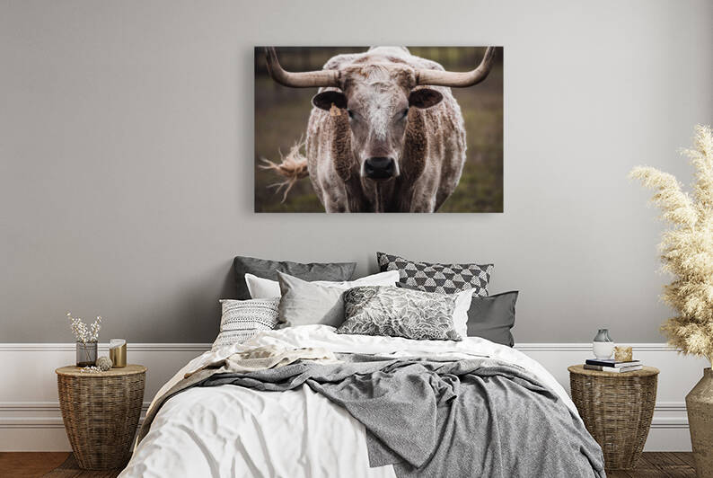 White Longhorn by Aperture Adventure Delaney Van