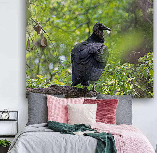 Turkey Vulture Perched In A Tree by Aperture Adventure Delaney Van