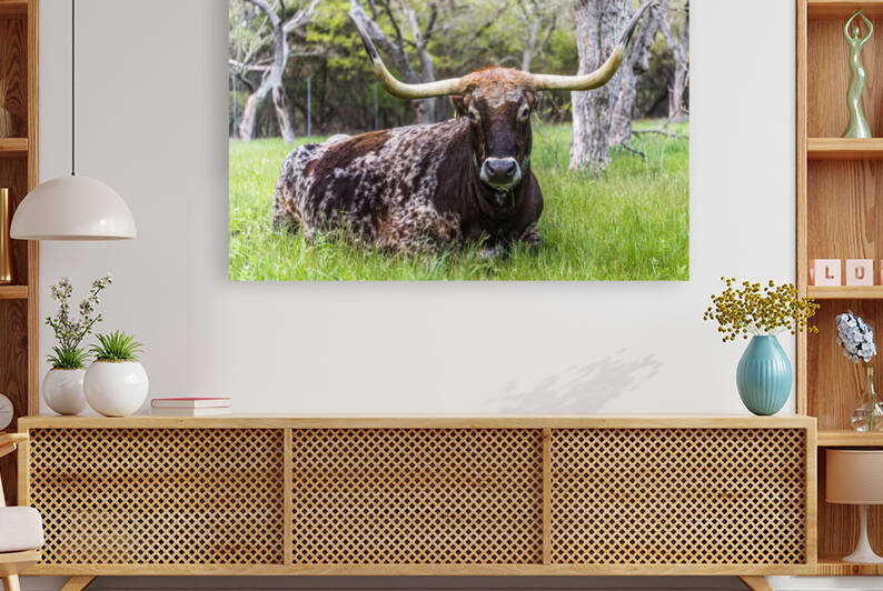 Texas Longhorn by Aperture Adventure Delaney Van