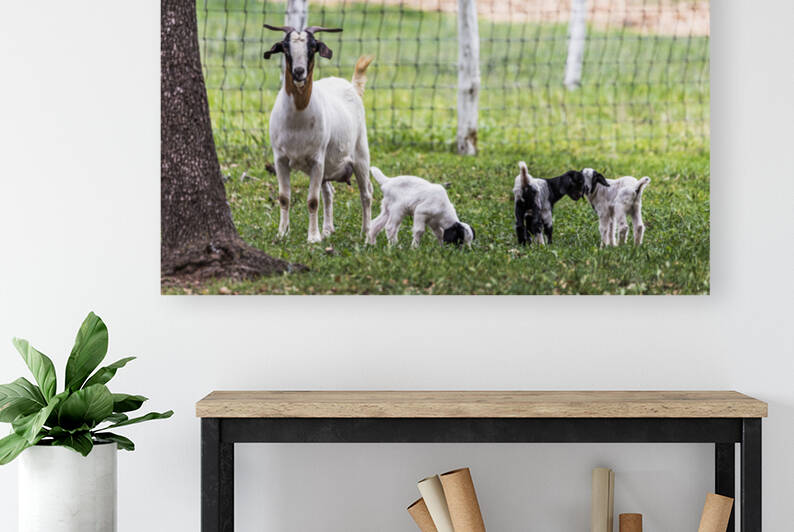 Momma goat with her babies by Aperture Adventure Delaney Van