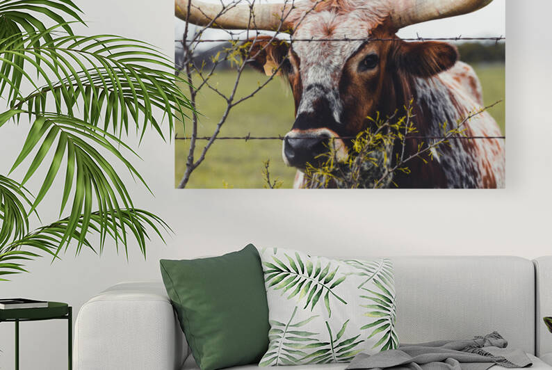 Longhorn in a Pasture by Aperture Adventure Delaney Van