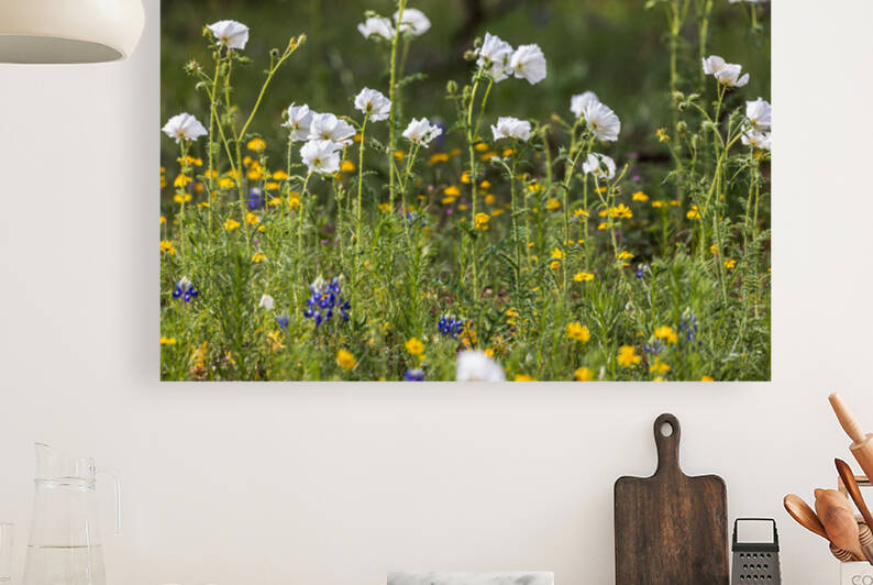 Native Texas Wildflowers by Aperture Adventure Delaney Van