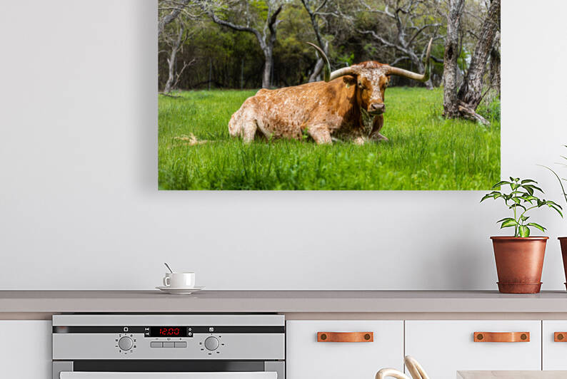 Texas Longhorns by Aperture Adventure Delaney Van