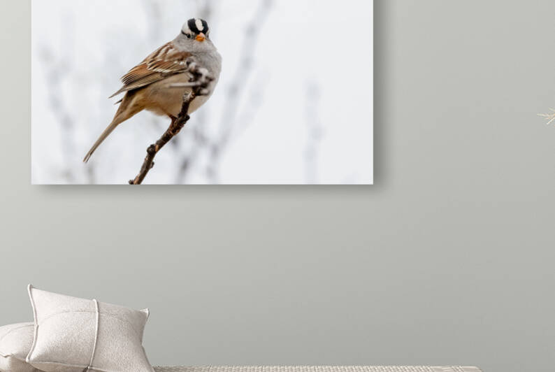 White Crowned Sparrow by Aperture Adventure Delaney Van