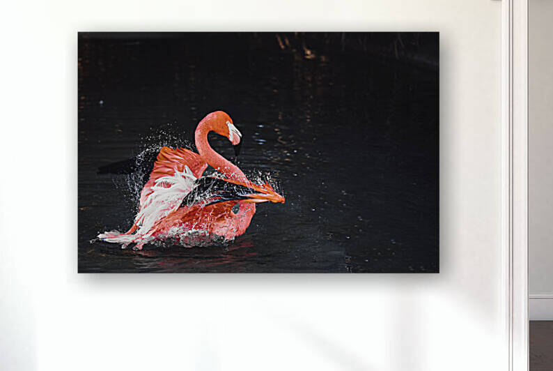 Vibrant Pink Flamingo Splashes In Water Reproduction