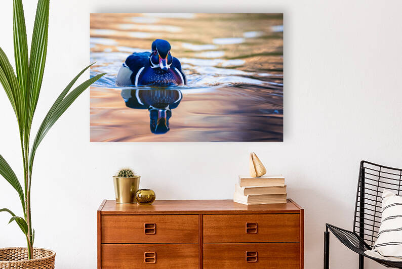 Wood Duck Reproduction