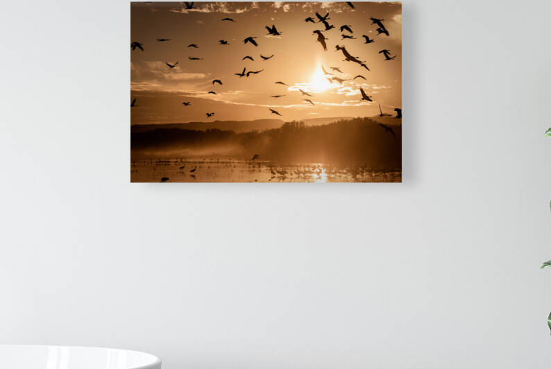 Cranes Flying At Sunset Reproduction