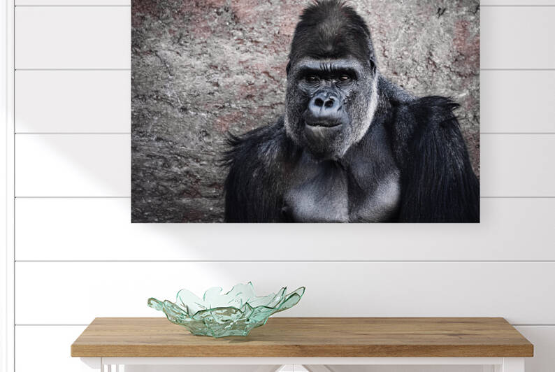 Gorilla Portrait Reproduction