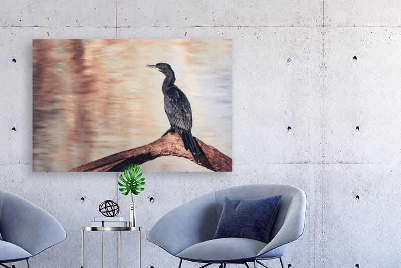 Neotropic Cormorant On Tree Branch by Aperture Adventure Delaney Van