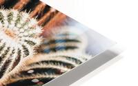 San Pedro cactus HD Metal print