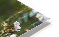 Native Texas Wildflowers HD Metal print