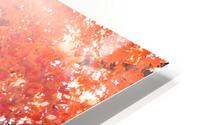 Suns Rays Through Fall Colors HD Metal print