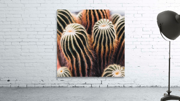 San Pedro cactus Wall Preview