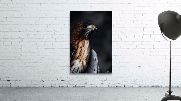 Red Tailed Hawk Profile Wall Preview