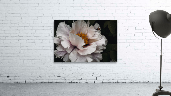 Common peony Wall Preview