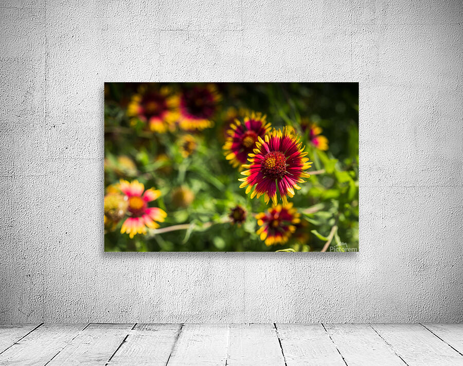 Firewheel Texas Wildlfower Wall Preview