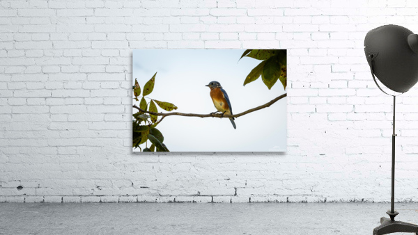 Perched Blue Bird Wall Preview