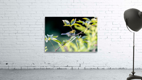 Small Pine Warbler Bird Wall Preview