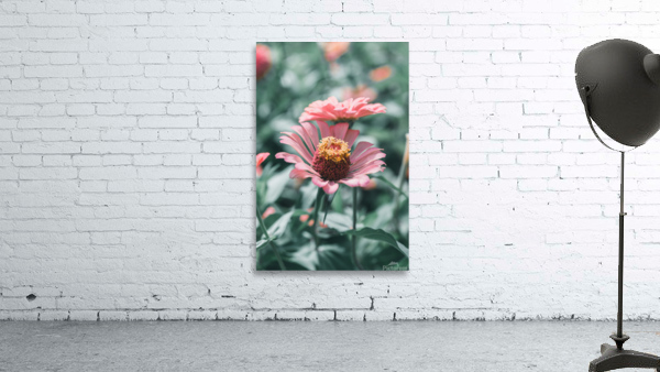 Common Zinnia Wall Preview