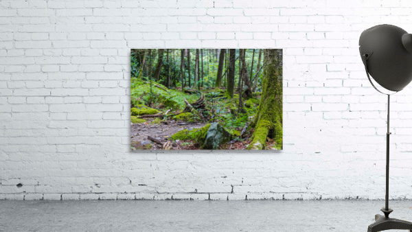 Tranquil Trails Wall Preview