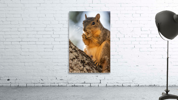 Squirrel Snacking on a Walnut Wall Preview