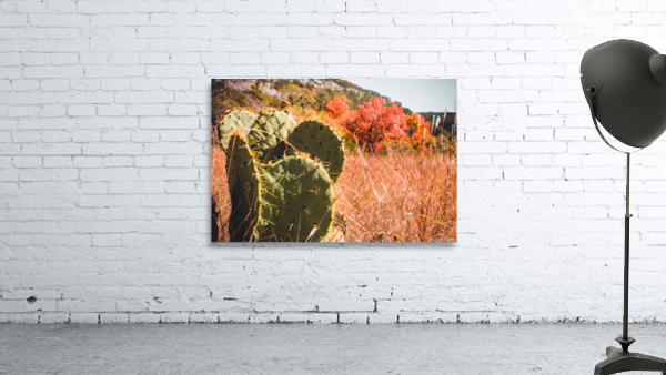 Cacti In The Fall Wall Preview