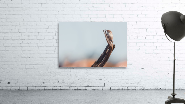 Rock Wren Wall Preview
