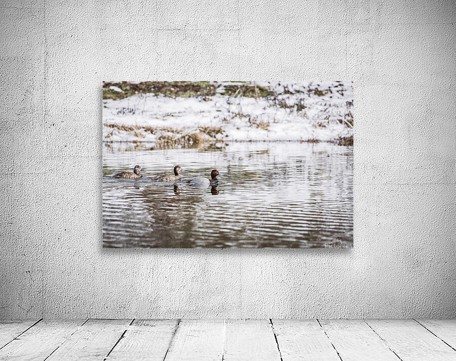 Three Ducks In Winter Wall Preview