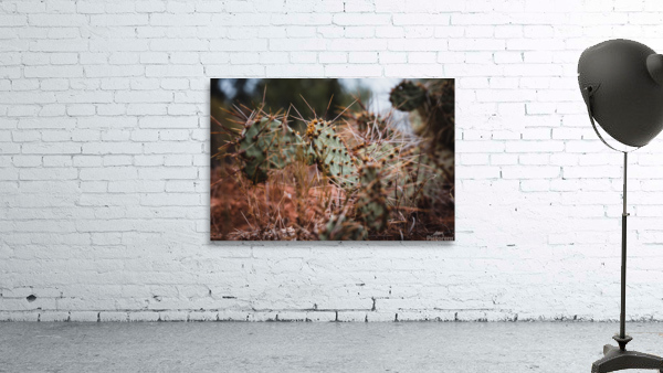 Prickly Pear Cactus Wall Preview