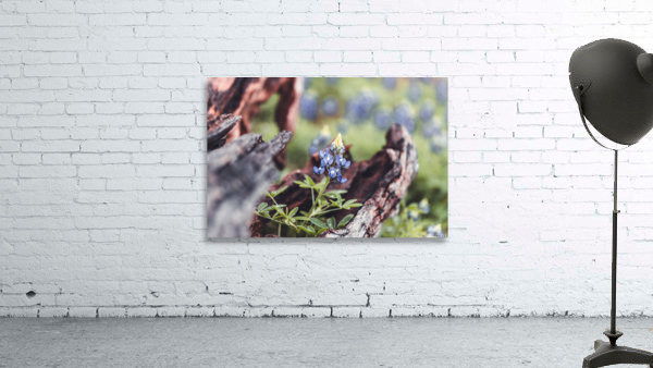 Driftwood Frames A Bluebonnet Wall Preview