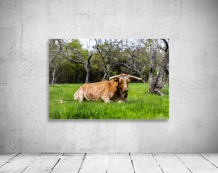 Texas Longhorns Wall Preview