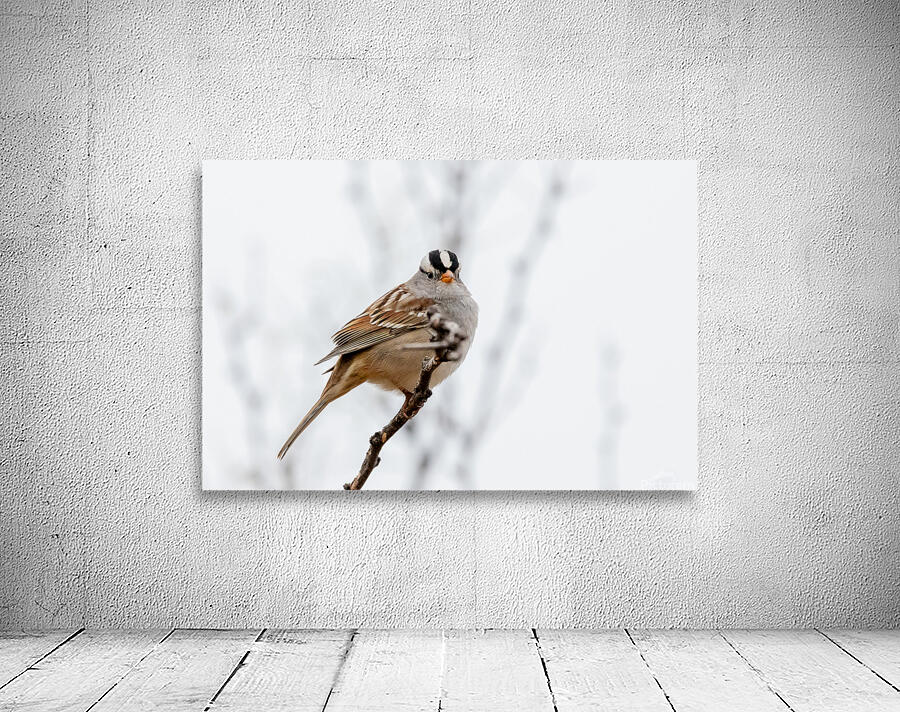 White Crowned Sparrow Wall Preview