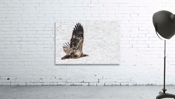 Eagle In Flight Wall Preview