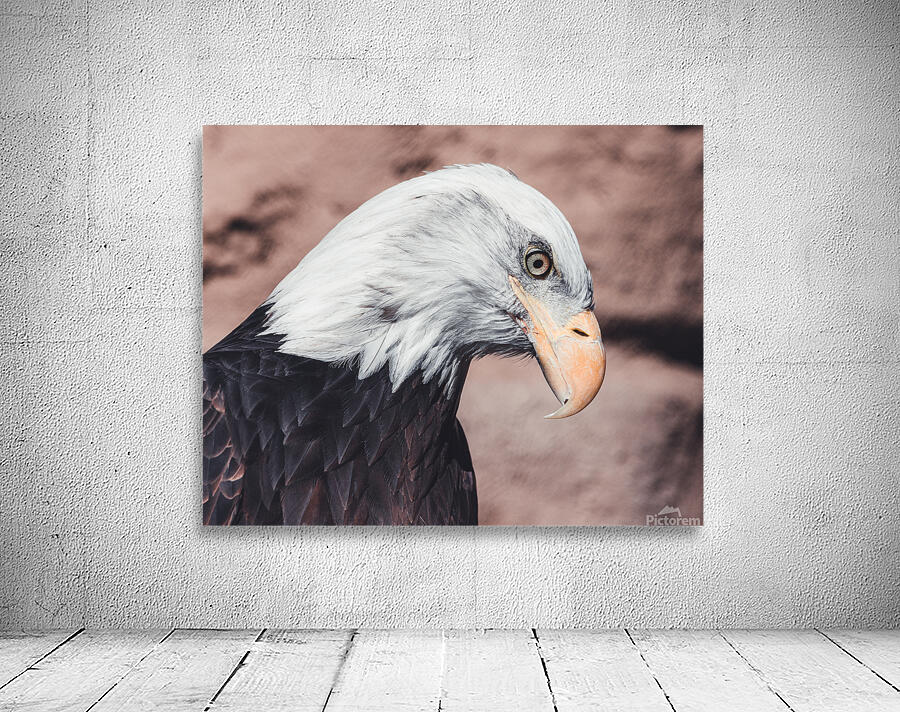 Bald Eagle Wall Preview