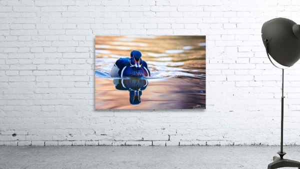 Wood Duck Wall Preview
