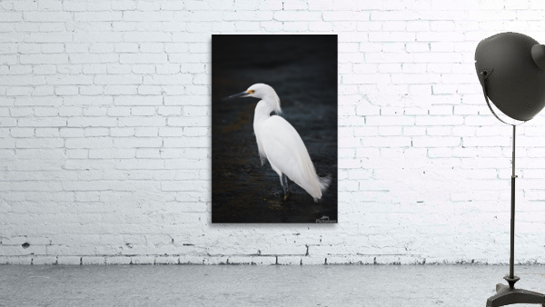 Snowy Egret Wall Preview