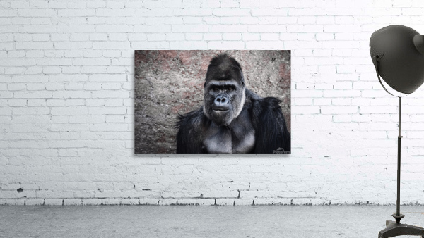 Gorilla Portrait Wall Preview