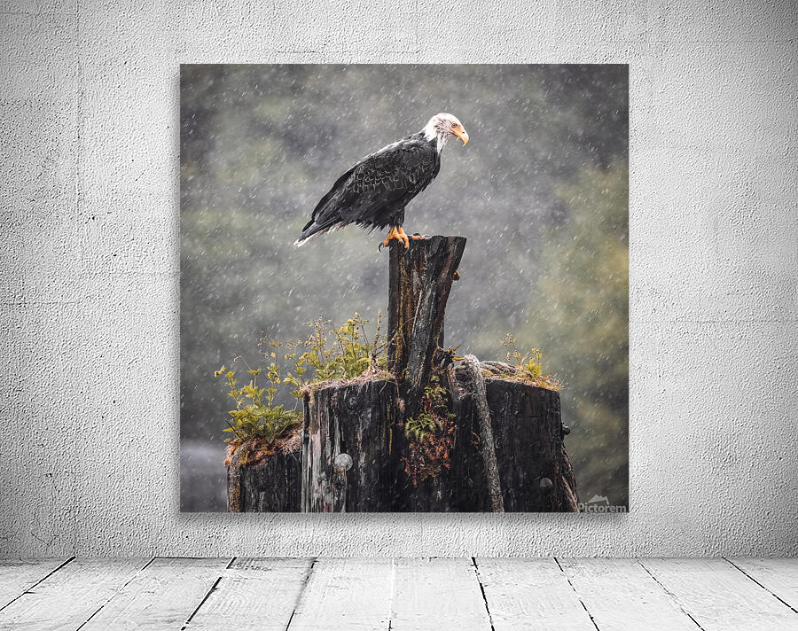 Bald Eagle in the Rain Wall Preview