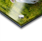 WHAT YOU LOOKING AT Acrylic print