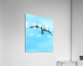 GLIDE Acrylic Print