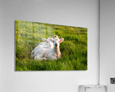 WHAT YOU LOOKING AT Acrylic Print