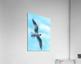 SOARING Acrylic Print