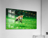 ON THE PROWL Acrylic Print